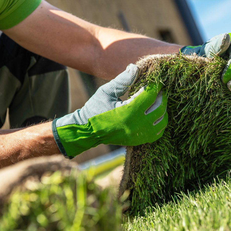 Landscape Maintenance and Sod Installation Services in Thornton, CO