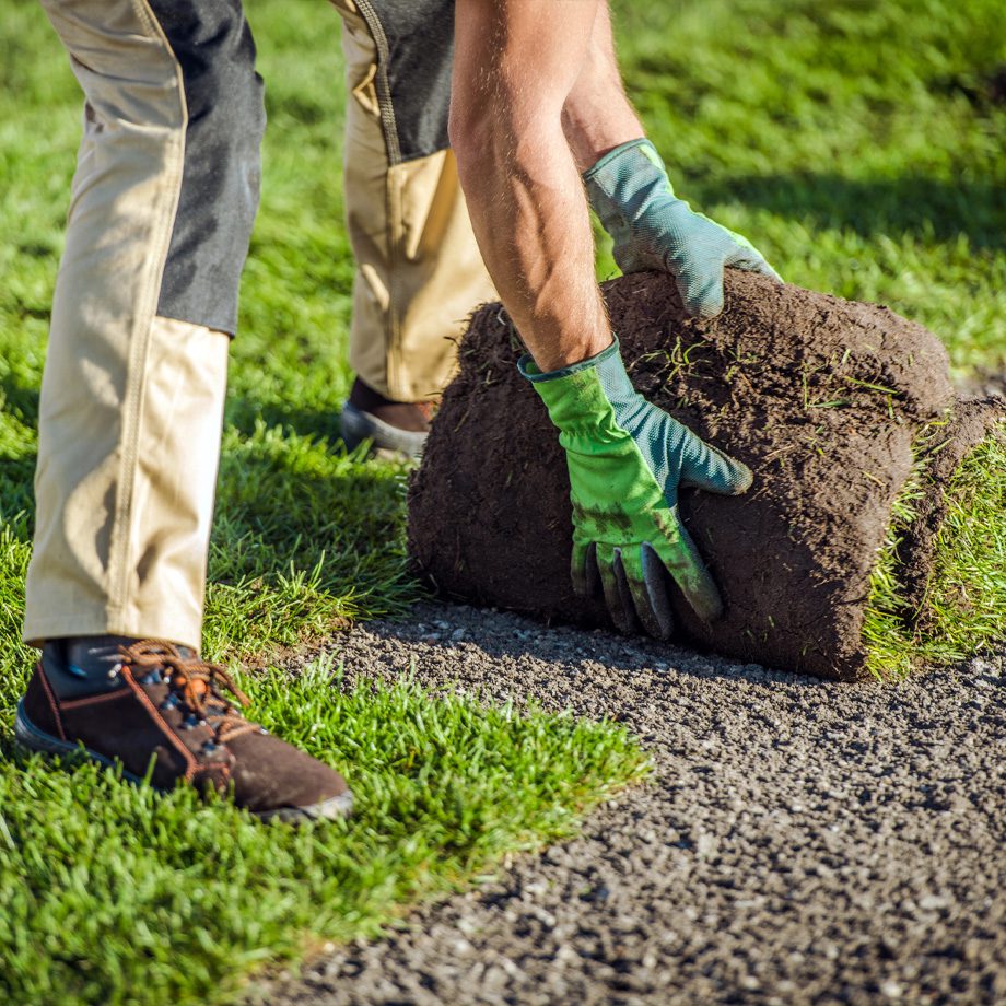 Sod Installer Laying New Lawn Installation In Northglenn, CO
