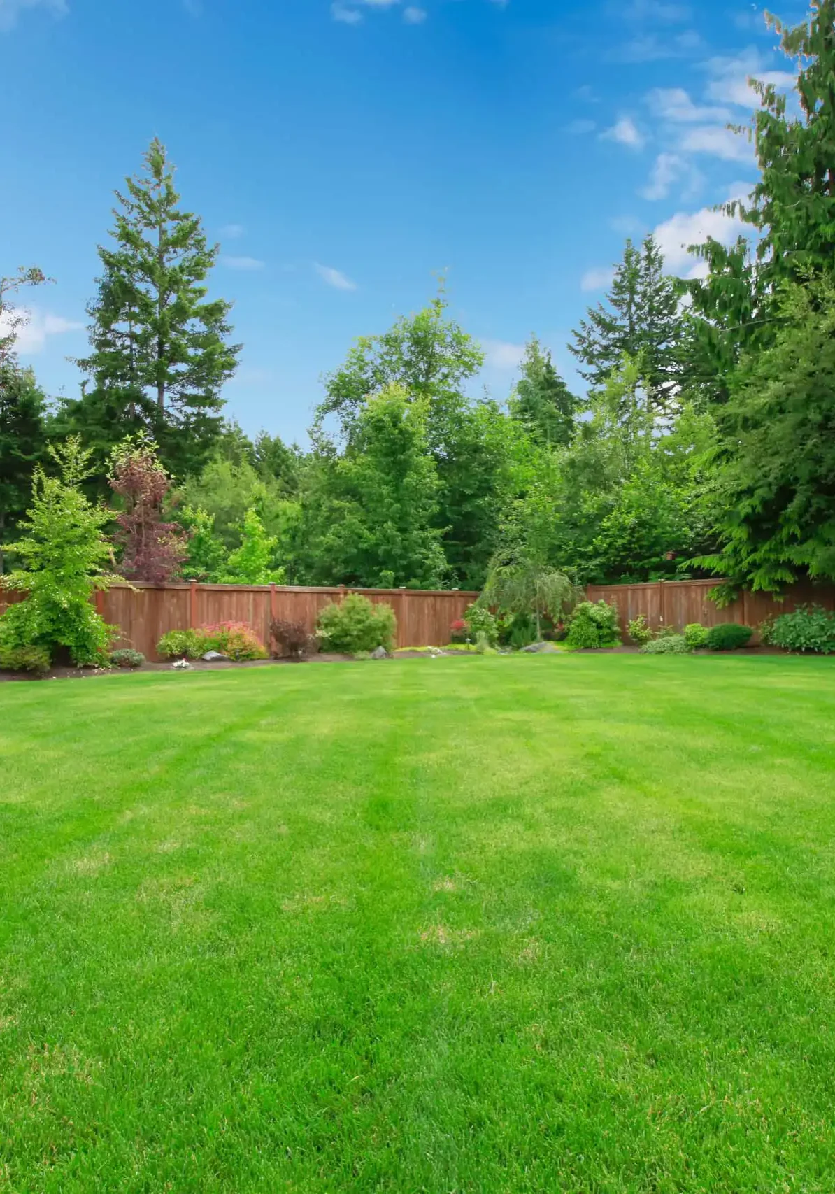 Lawn after landscape maintenance in Thornton, CO