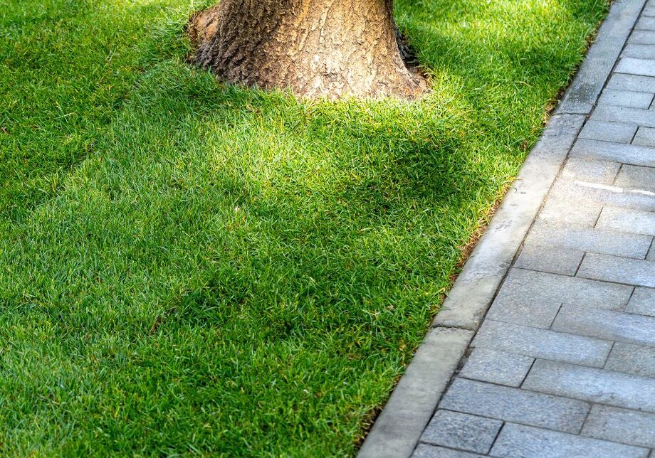 Completed Sod Patching And Resodding Lawn Around Tree In Northglenn, CO