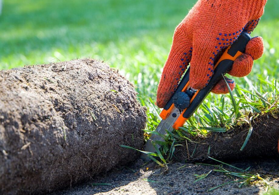 Professional Sod Installer Cutting New Sod For Lawn Installation In Northglenn, CO